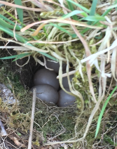Ground nest  at John Scott's Farm.