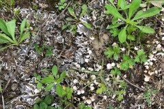 Dog’s Tooth lichen. Peltagera lepidophora Hurst Lane gravel pits