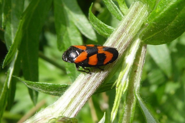 Red-and-Black-Froghopper, Crowle Moore.