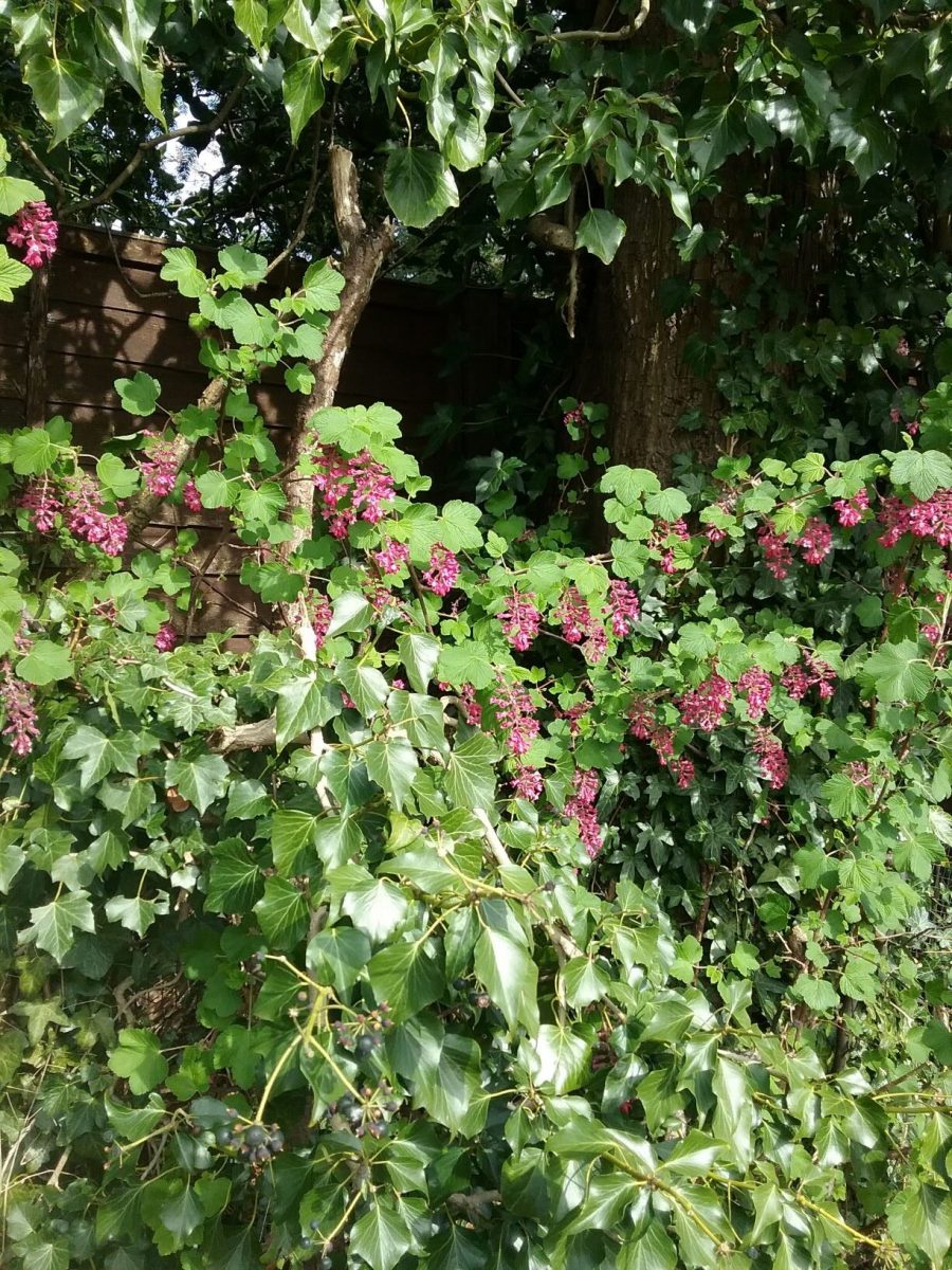 Flowering Currant (Ribes sanguineum), Bessacarr Lane.