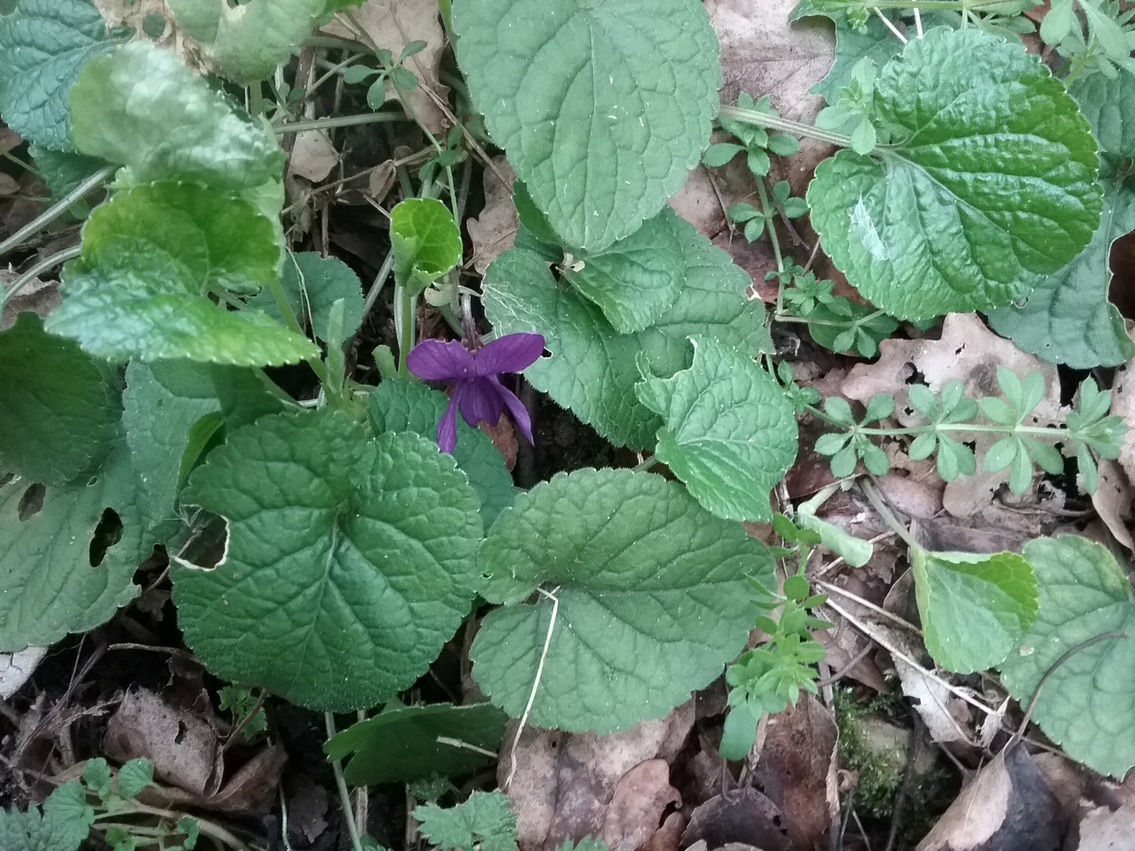 Sweet Violet (Viola odorata) Bessacarr Bank 8 March