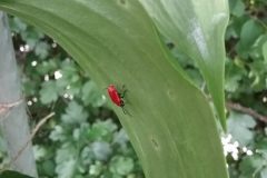 Lily beetle (Lilioceris lilii), Bessacarr