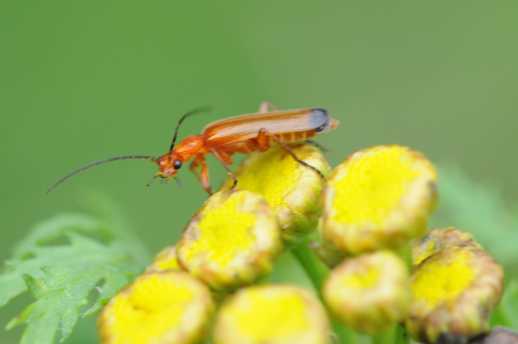 Common Red Soldier Beetle - Rhagonycha fulva, Denaby Ings.