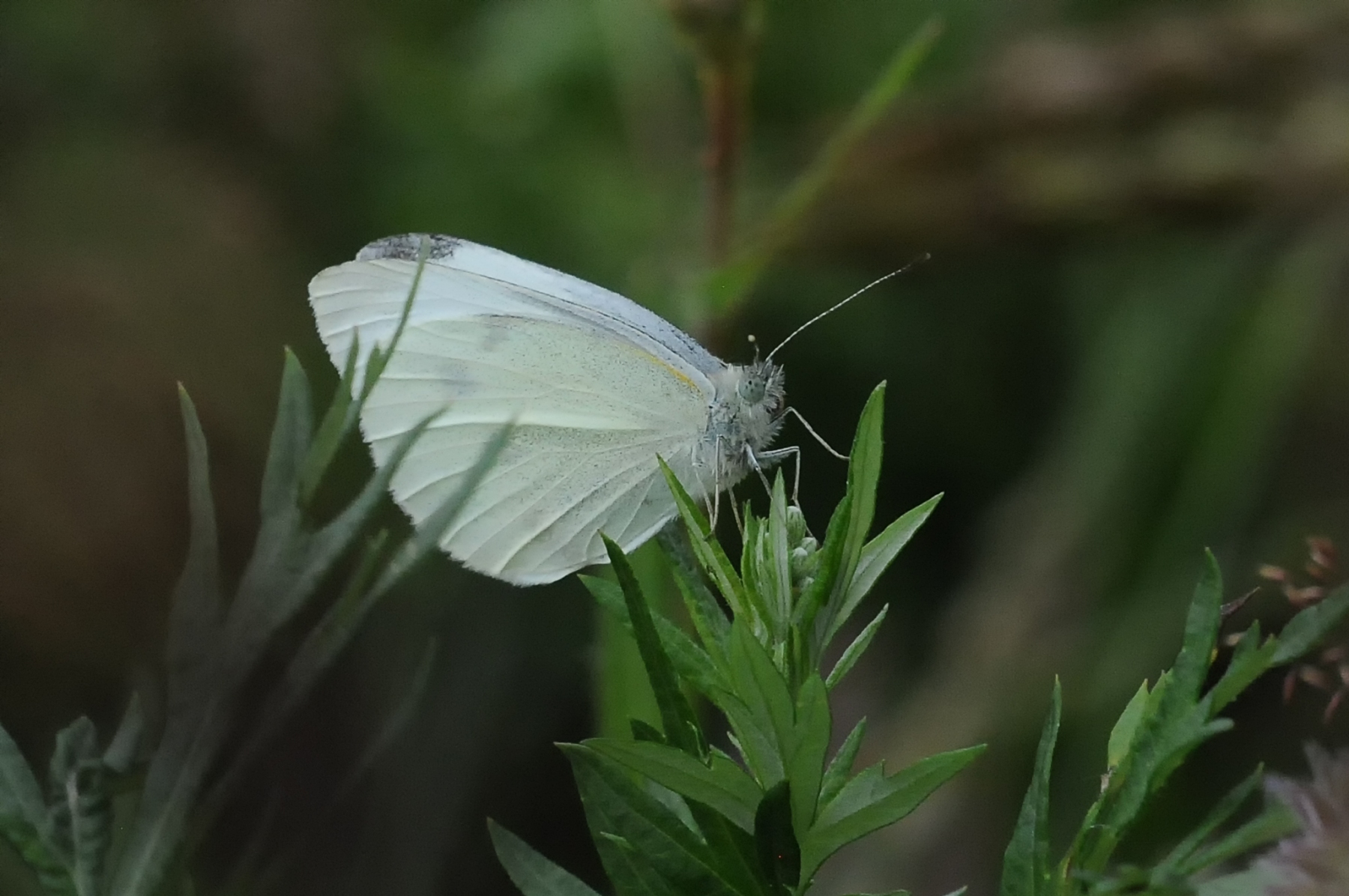 Small White - Pieris rapae, Denaby Ings.
