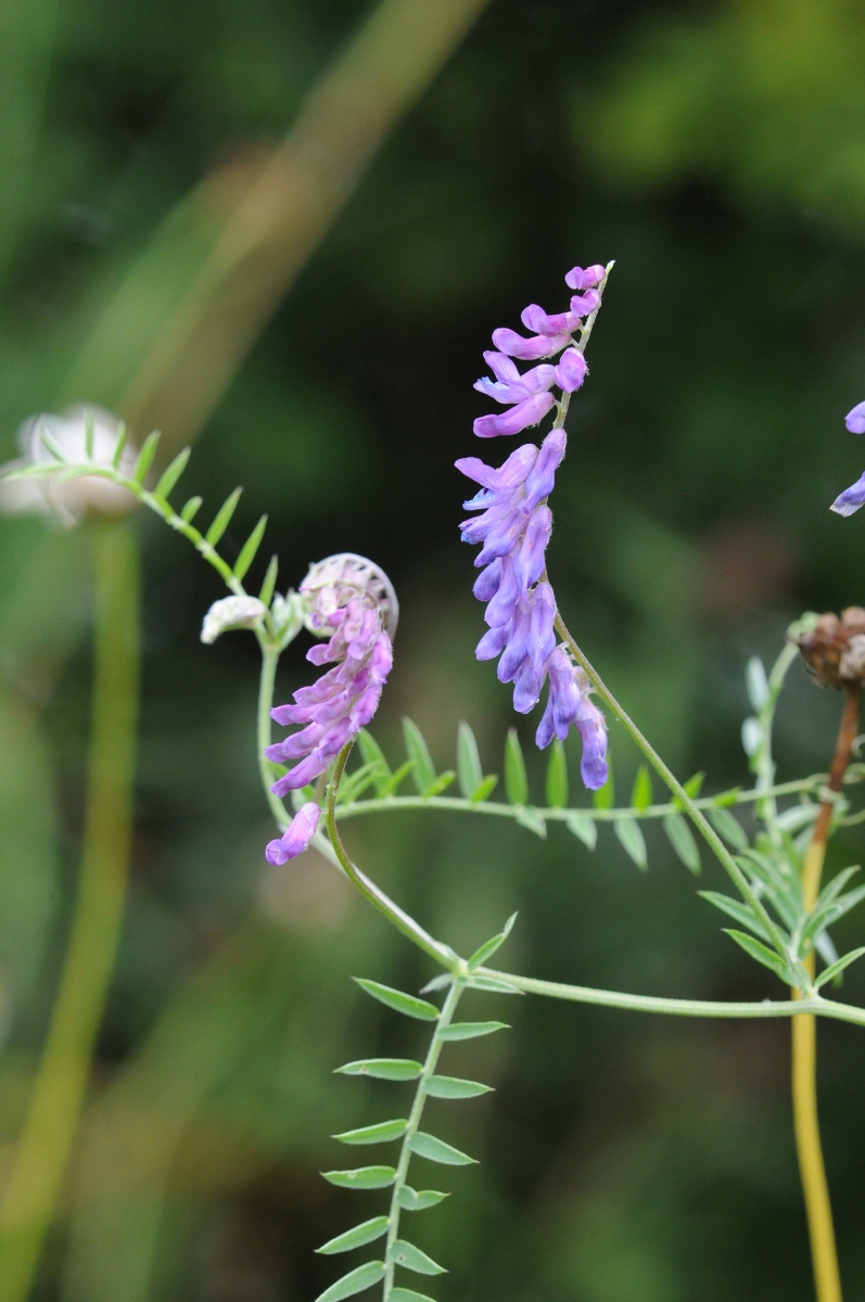 Tufted Vetch - Vicia cracca, Denaby Ings.