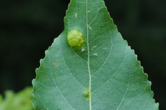 Taphrina populina (Tongue fungus) on Popular, Deenaby Ings