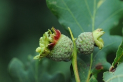 Andricus quercuscalicis (Knopper Gall). Denaby Ings.