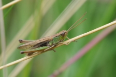 Meadow Grasshopper - Chorthippus parallelus, Denaby Ings.