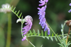 Tufted Vetch - Vicia cracca, Denaby Ings.