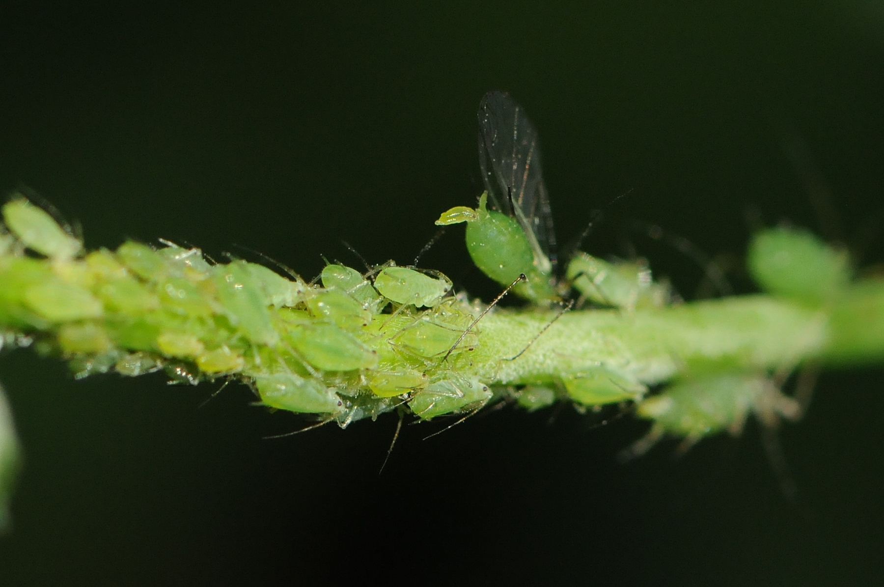 Aphid giving birth to young. Denaby Ings.