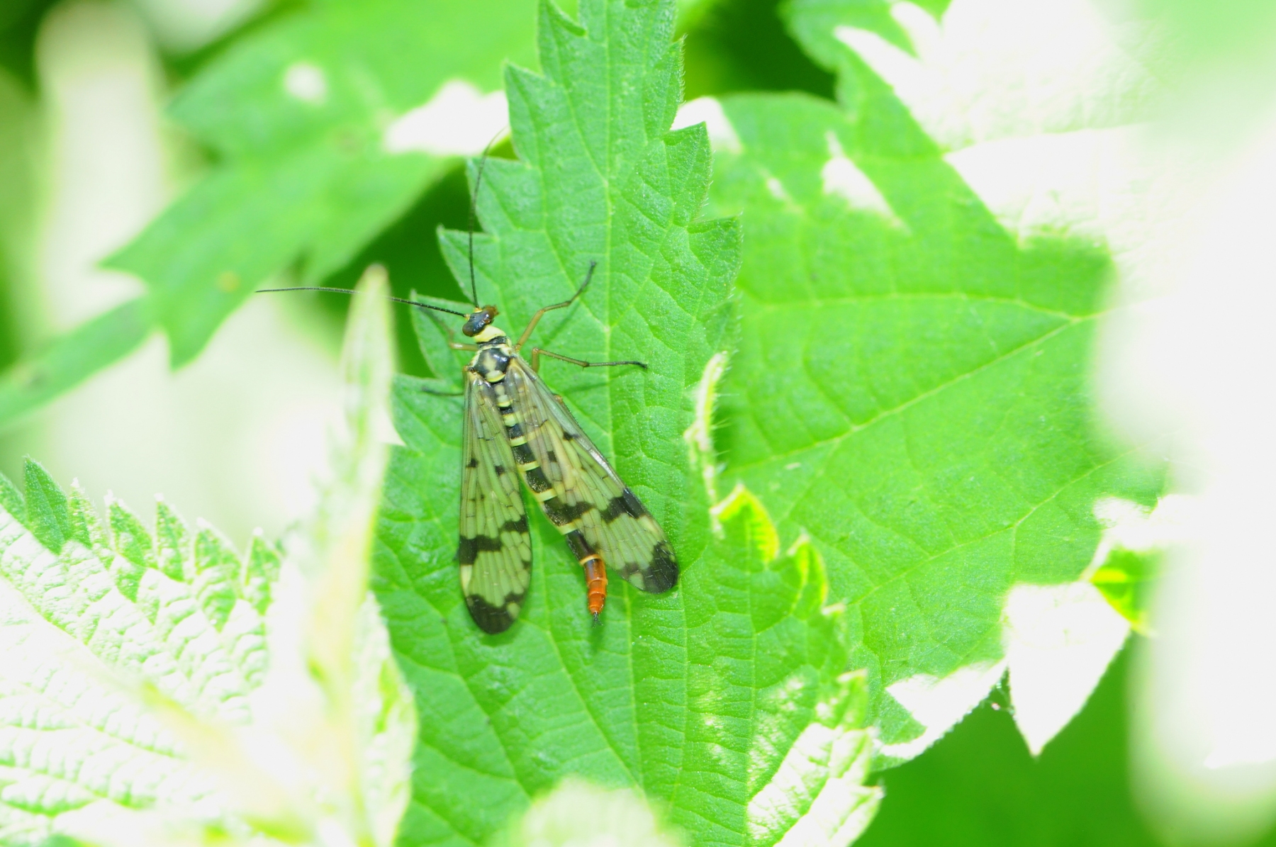 Scorpion Fly - Panorpa communis, Denaby Ings.