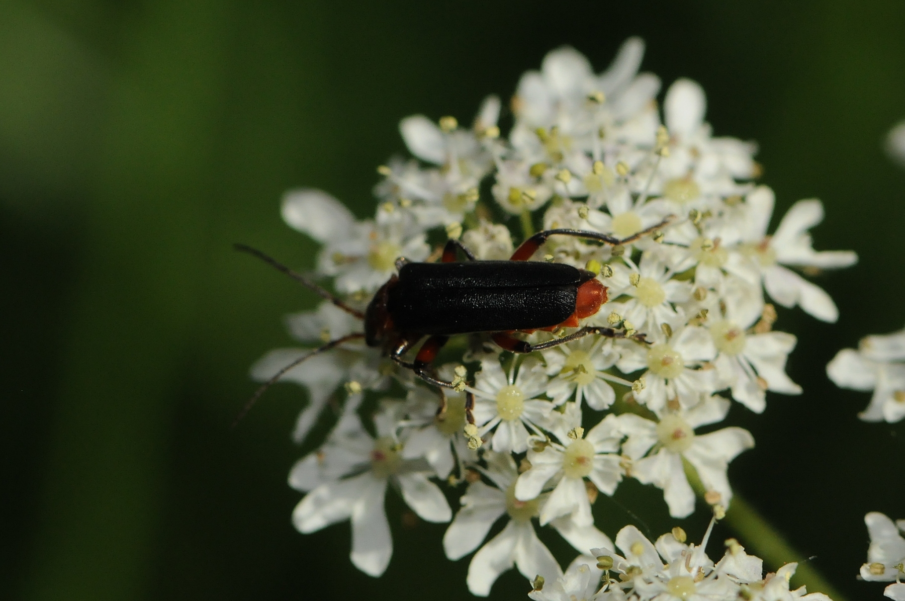 Soldier Beetle - Cantharis rustica, Denaby Ings