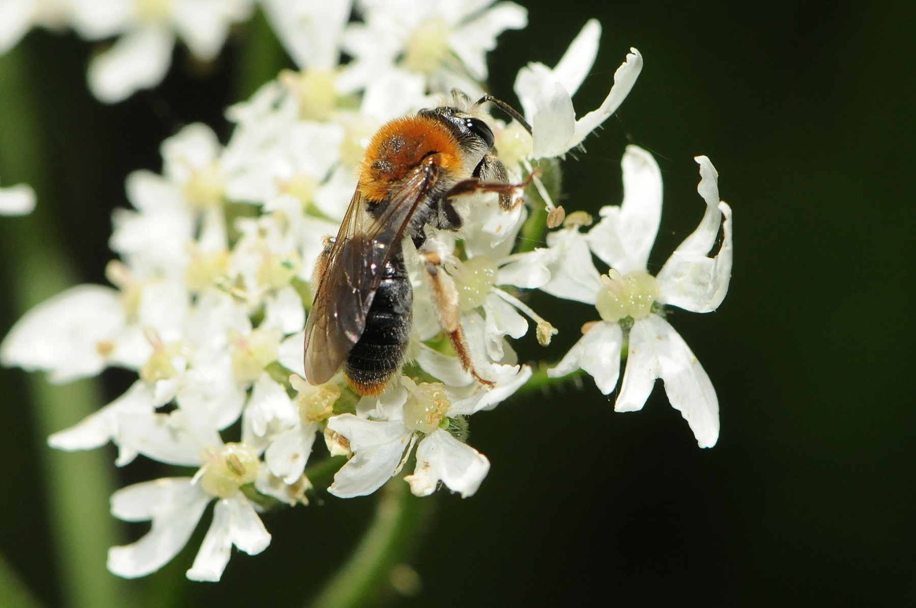 Tree Bumblebee - Bombus hypnorum, Denaby Ings.
