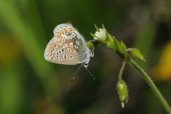 Common Blue - Polymmatus icarus (male), Denaby Ings.