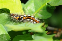 Caterpillar of Yellow-tail Moth - Euproctis simillis, Denaby Ings