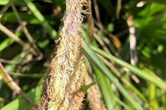Pendulous Sedge (Carex pendula), (showing fasciation where 6 flowers arise from one), RSPB Old Moor