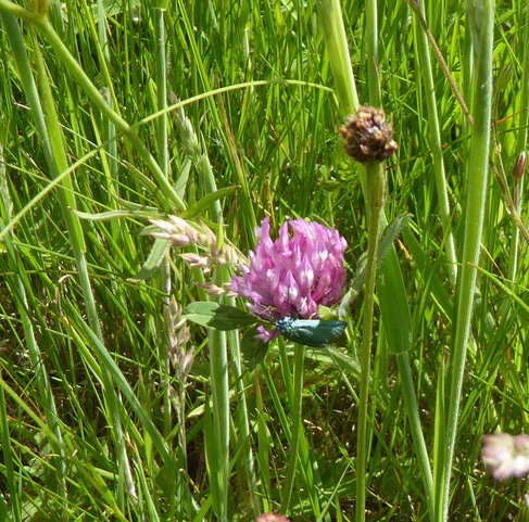 Forester moth on Red Clover, Pinetree Farm