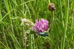 Forester moth on Red Clover, Pinetree Farm