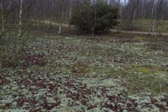 Cladonia rangiferina - Reindeer Moss, Austerfield Mosaic Reserve.
