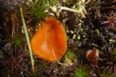 Scutellinia sp. - Eyelash Fugus, Austerfield Mosaic Reserve.