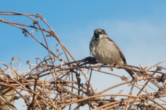 House Sparrow at Turner Wood.