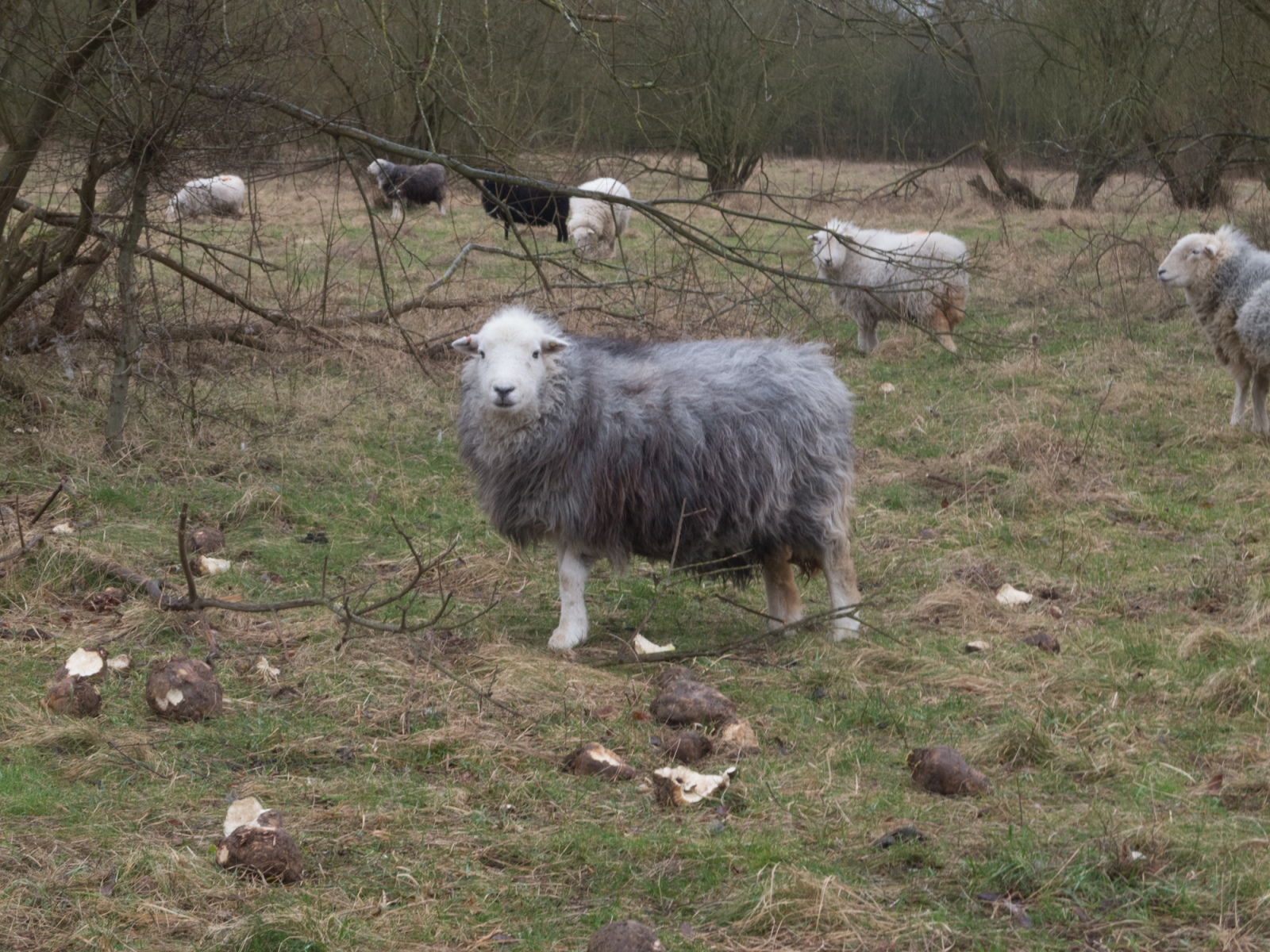 Sheep, Idle Valley NR.