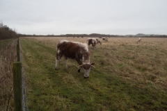 Cattle Grazing, Idle Valley NR.