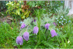 Figure 1. Pasque-flowers in the garden of Elizabeth Farningham, Hallam Close, Bessacarr.
Spring 2011 (Photo by C.A. Howes).

