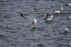 Common-Gull-Larus-canus-canus-1-2-scaled