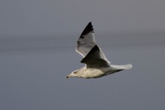 Herring Gull - Larus argentatus, RSPB Old Moor.