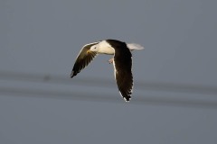 Lesser Black-backed Gull - Larus fuscus. RSPB Old Moor.