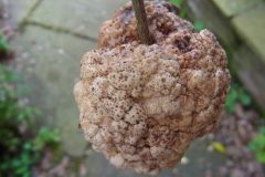 Crown Gall, Rhizobium radiobacter (formerly Agrobacterium tumefaciens) on stem of Euonymus fortunei, discovered in Tricia’s garden, 19.08.23. Photo by Tricia Haigh
