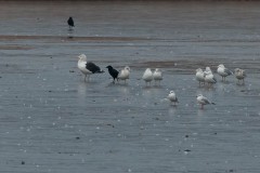 Great Black-backed Gull - Potteric Carr