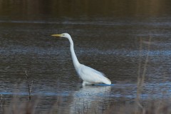 Great White Egret, Lound.