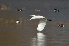 Great White Egret, Lound