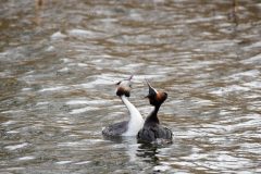 Great Crested Grebe, Thrybergh CP.