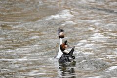 Great Crested Grebe, Thrybergh CP.