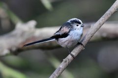 Long-tailed Tit, Thrybergh CP.