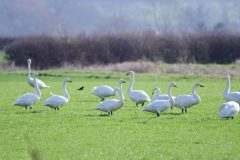 Whooper Swans, fields near Clayworth, Notts.