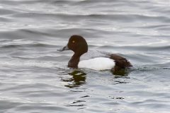 Scaup, Thrybergh Country Park.