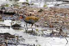 Water Rail, Thrybergh Country Park