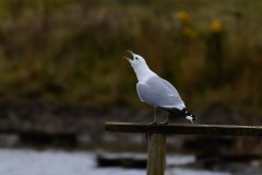 Common Gull, RSPB Adwick Washlands.
