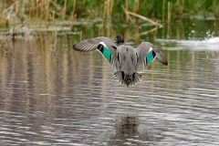Teal, Potteric Carr. Photo by Les Coe