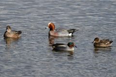Wigeon and Teal, RSPB Old Moor.