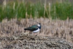 Lapwing, Potteric Carr.