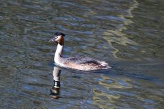 Great Crested Grebe, Lound.