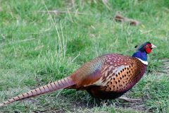 Pheasant, RSPB Old Moor. Photo by Les Coe