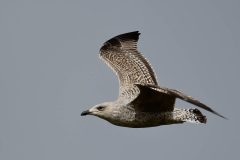 Herring Gull - first cycle, YWT Potteric Carr.