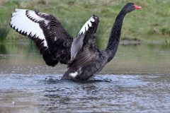 Black Swan, RSPB Adwick Washlands.