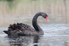 Black Swan, RSPB Adwick Washlands.